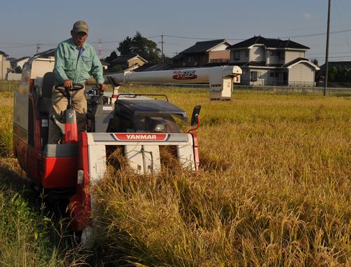  稲を刈り取る中島義雄さん＝16日　愛西市