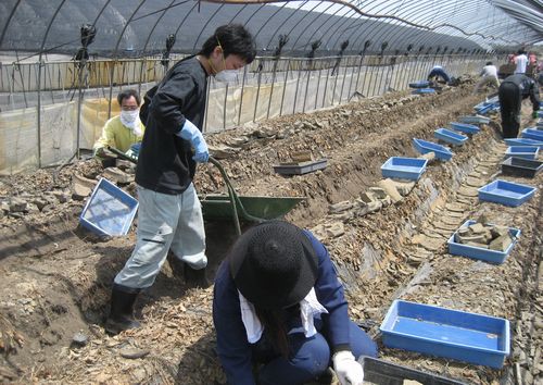 津波に襲われたイチゴのビニールハウスの泥を除去するボランティア＝５月、宮城県亘理町